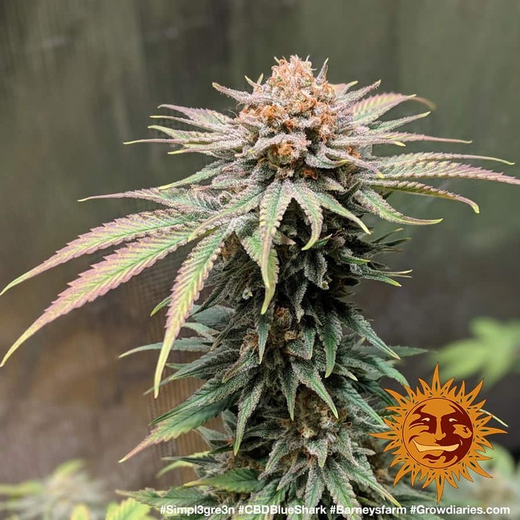 Barney's Farm - CBD Blue Shark (fem.)