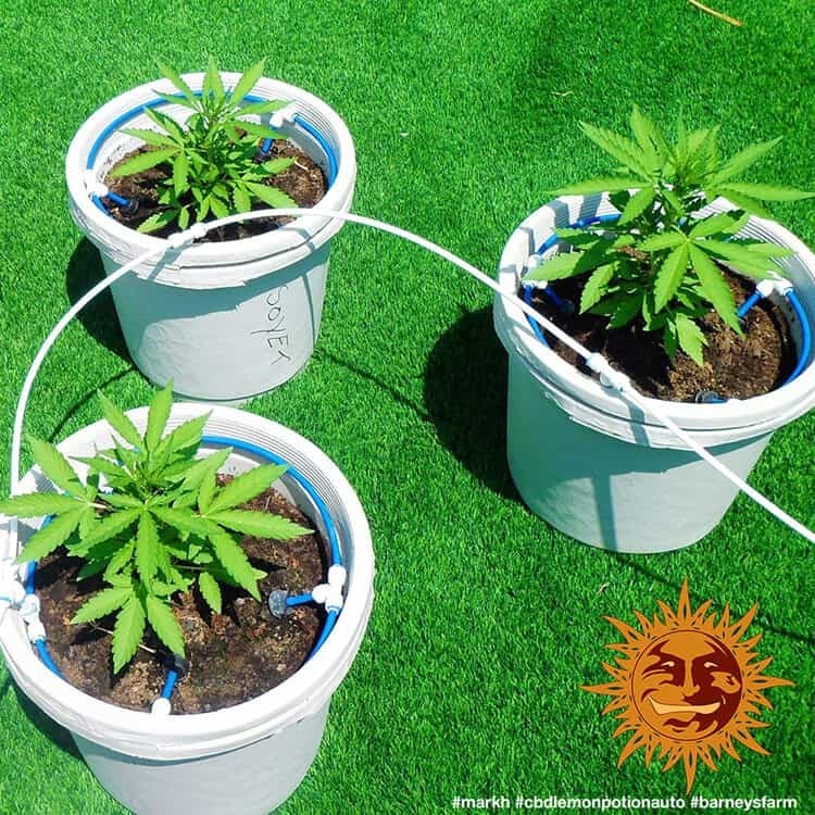 Barney's Farm - CBD Lemon Potion Auto (auto/fem.)