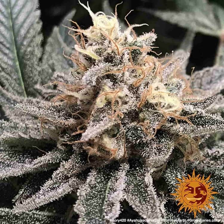 Barney's Farm - Ayahuasca Purple (fem.) Barney's Farm - Ayahuasca Purple (fem.)