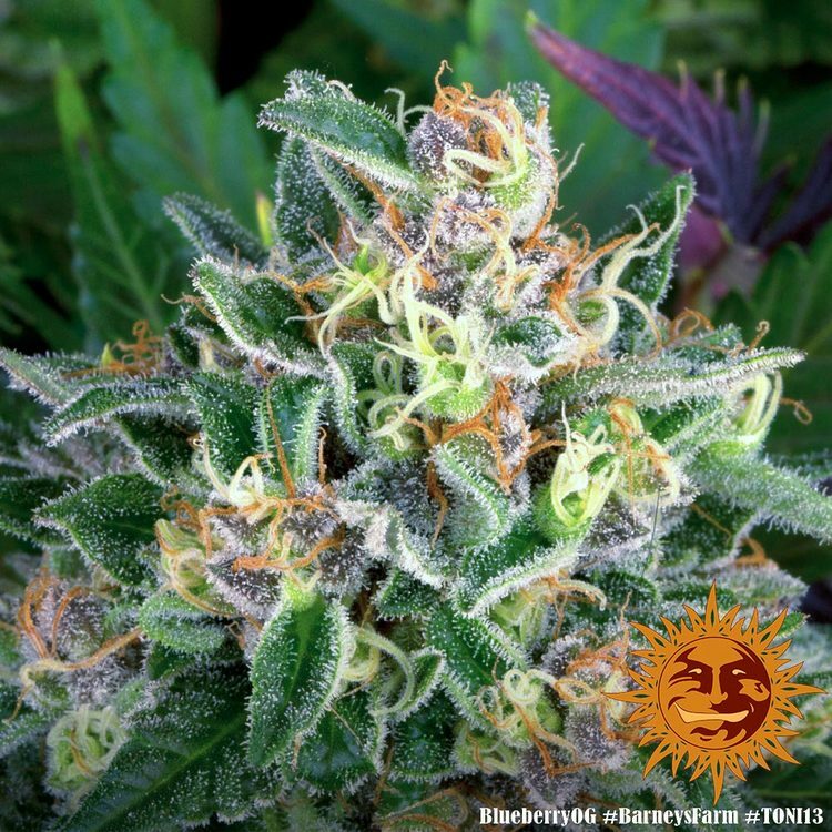Barney's Farm - Blueberry OG (fem.)