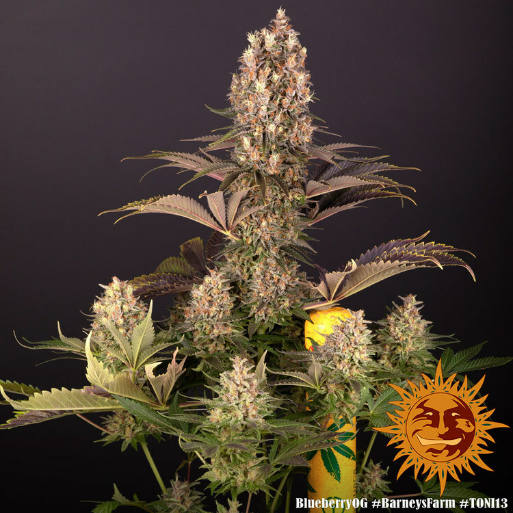 Barney's Farm - Blueberry OG (fem.)
