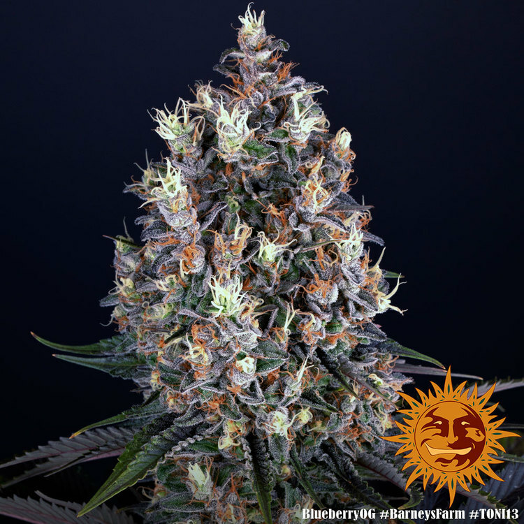 Barney's Farm - Blueberry OG (fem.)