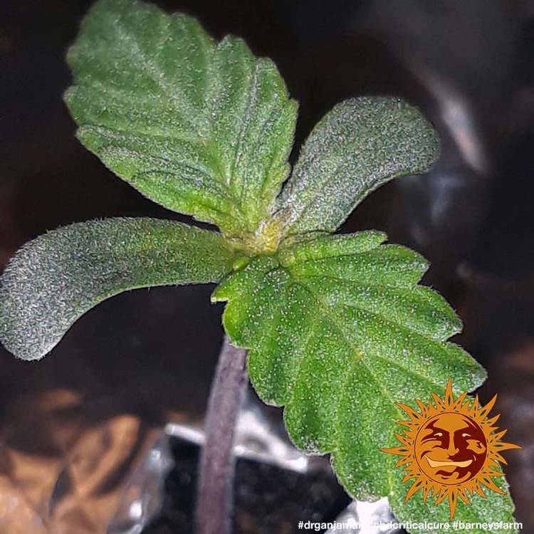 Barney's Farm - CBD Blue Shark (fem.)
