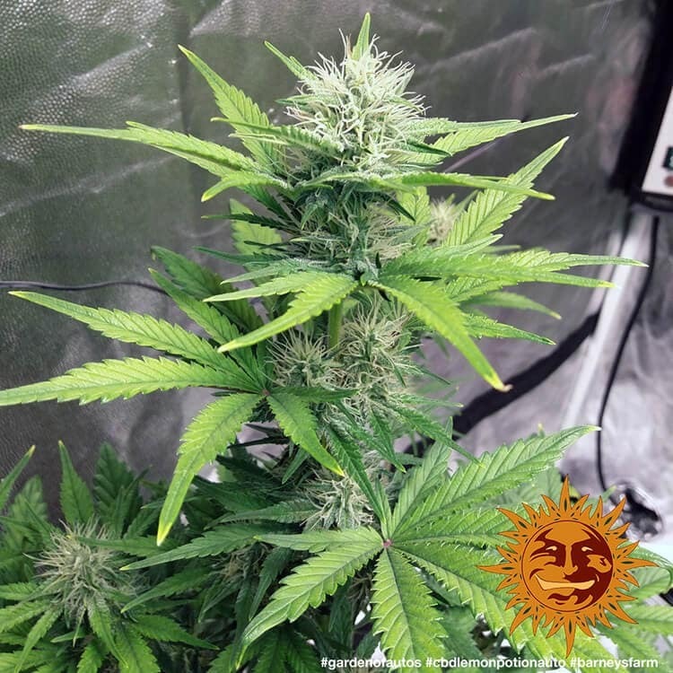 Barney's Farm - CBD Lemon Potion Auto (auto/fem.)