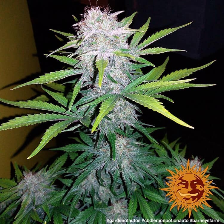 Barney's Farm - CBD Lemon Potion Auto (auto/fem.)