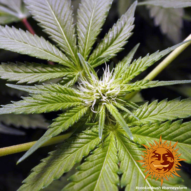 Barney's Farm - Cookies Kush (fem.)