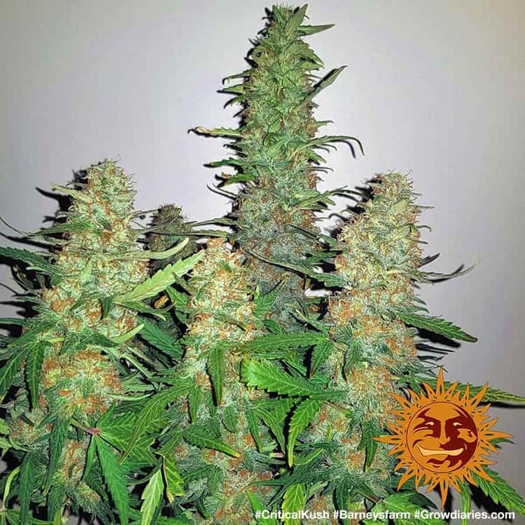 Barney's Farm - Critical Kush (fem.) 🏆
