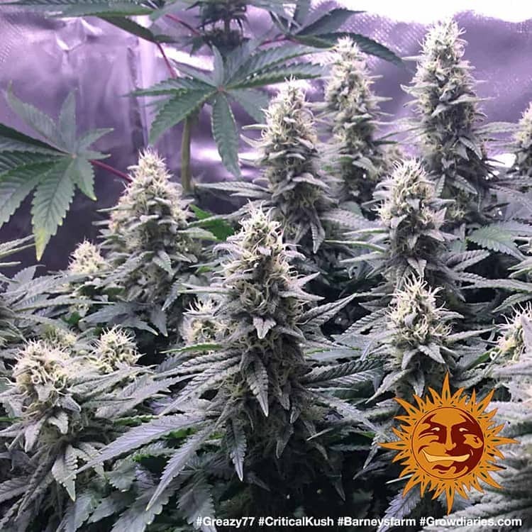Barney's Farm - Critical Kush (fem.) 🏆