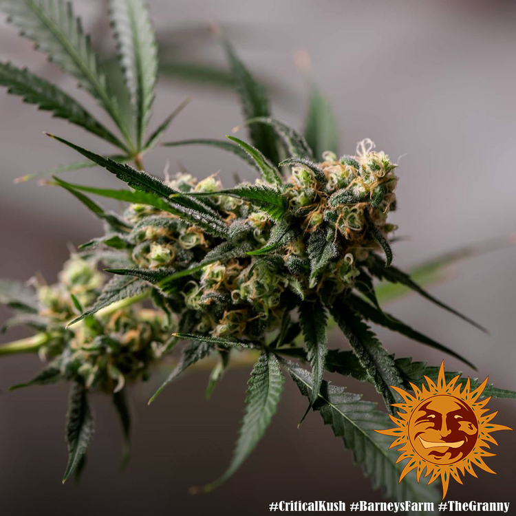 Barney's Farm - Critical Kush (fem.) 🏆