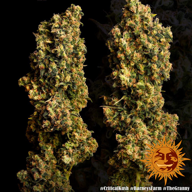 Barney's Farm - Critical Kush (fem.) 🏆