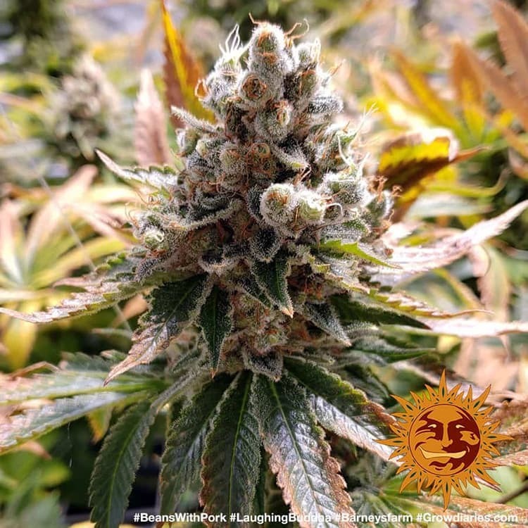Barney's Farm - Laughing Buddha (fem.)