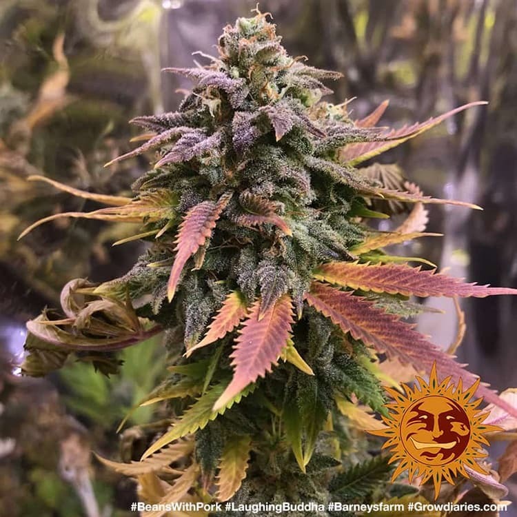 Barney's Farm - Laughing Buddha (fem.)