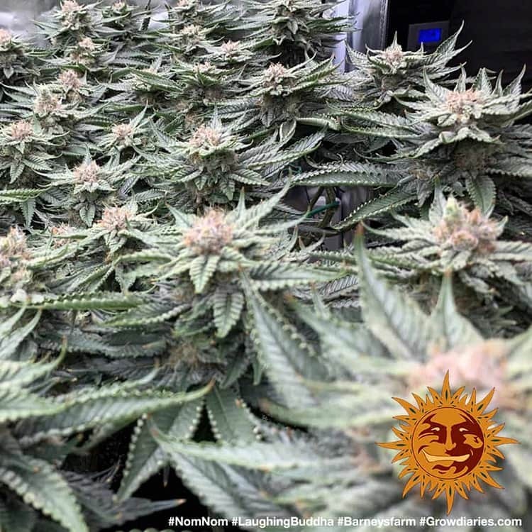 Barney's Farm - Laughing Buddha (fem.)