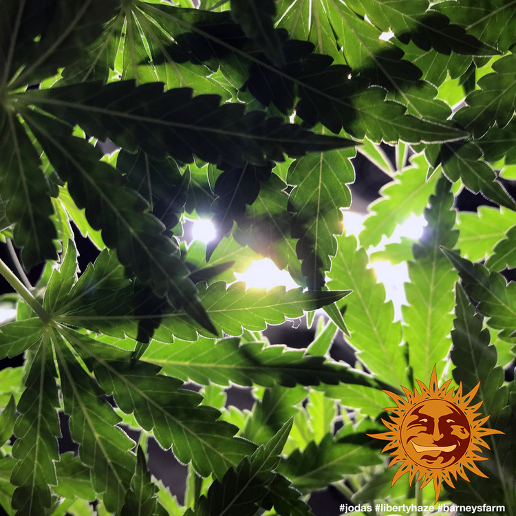 Barney's Farm - Liberty Haze (fem.)