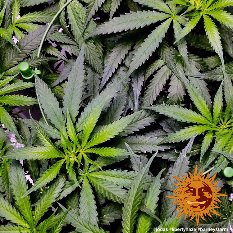 Barney's Farm - Liberty Haze (fem.)