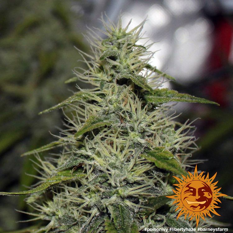 Barney's Farm - Liberty Haze (fem.)
