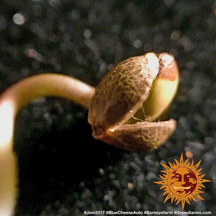 Barney's Farm - Blue Cheese Auto (auto/fem.)