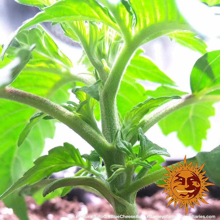 Barney's Farm - Blue Cheese Auto (auto/fem.)