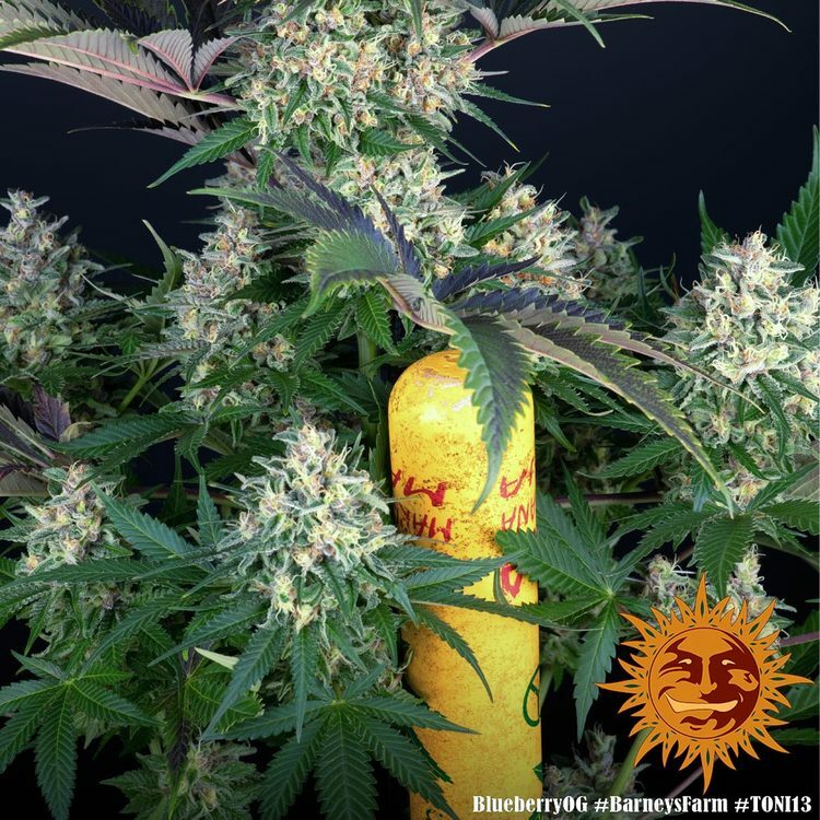 Barney's Farm - Blueberry OG (fem.)