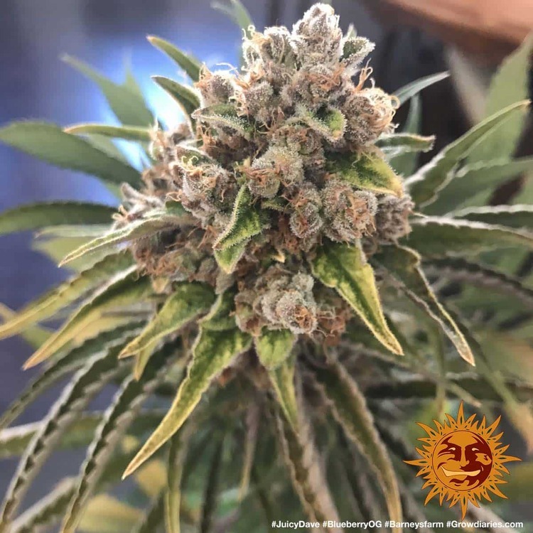 Barney's Farm - Blueberry OG (fem.)