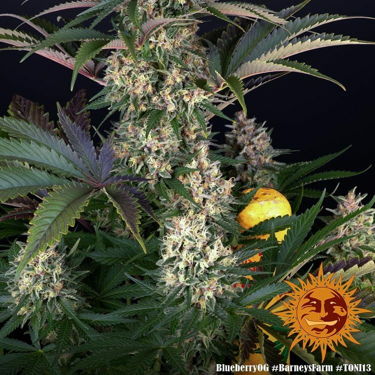 Barney's Farm - Blueberry OG (fem.)