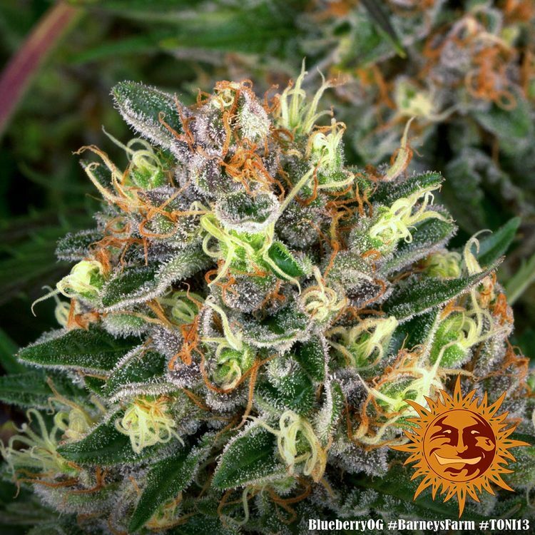 Barney's Farm - Blueberry OG (fem.)
