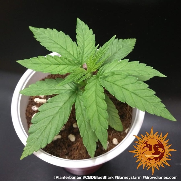 Barney's Farm - CBD Blue Shark (fem.)