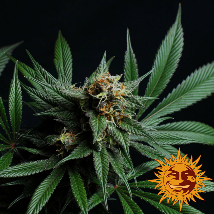 Barney's Farm - CBD Blue Shark (fem.)
