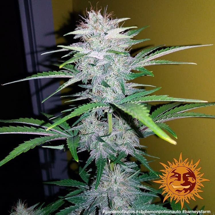 Barney's Farm - CBD Lemon Potion Auto (auto/fem.)