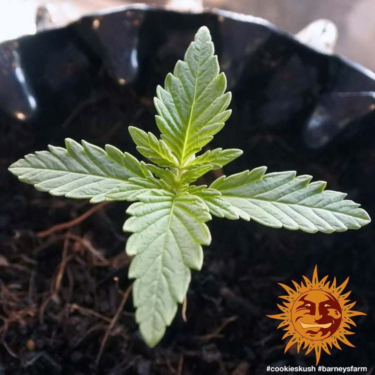 Barney's Farm - Cookies Kush (fem.)