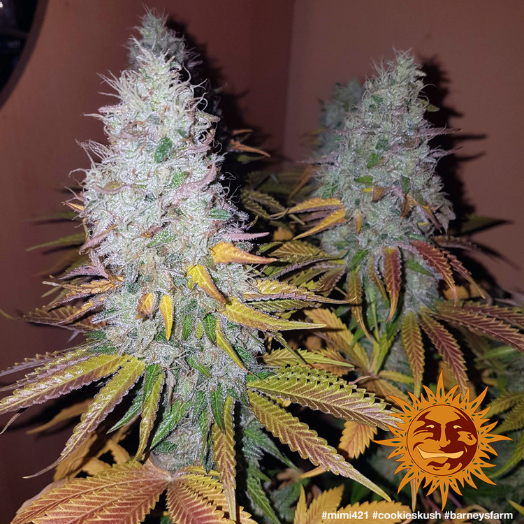 Barney's Farm - Cookies Kush (fem.)
