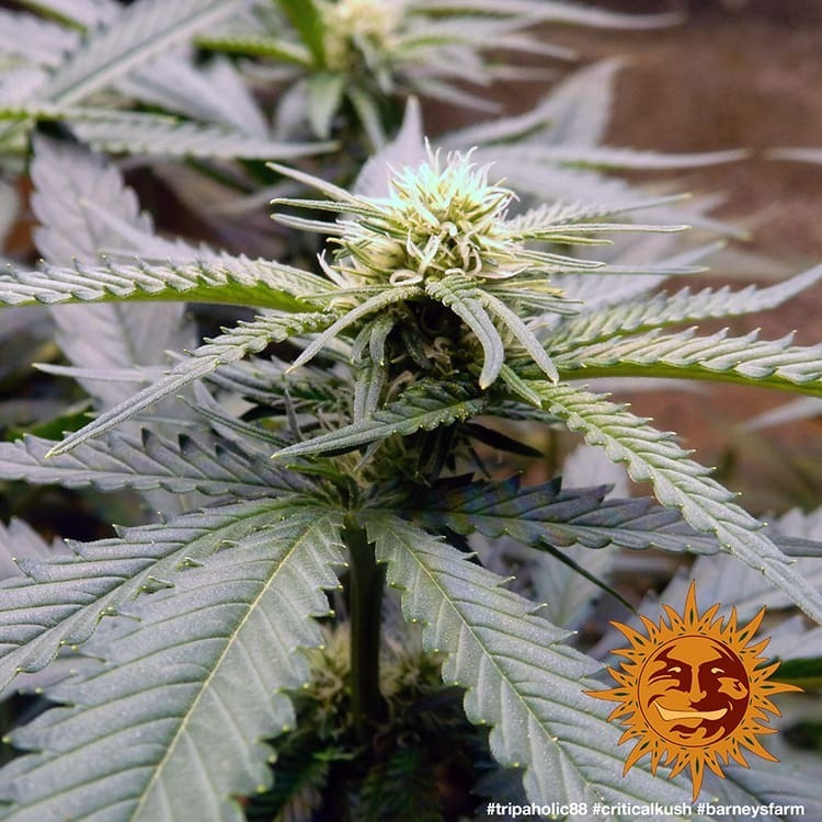 Barney's Farm - Critical Kush (fem.) 🏆