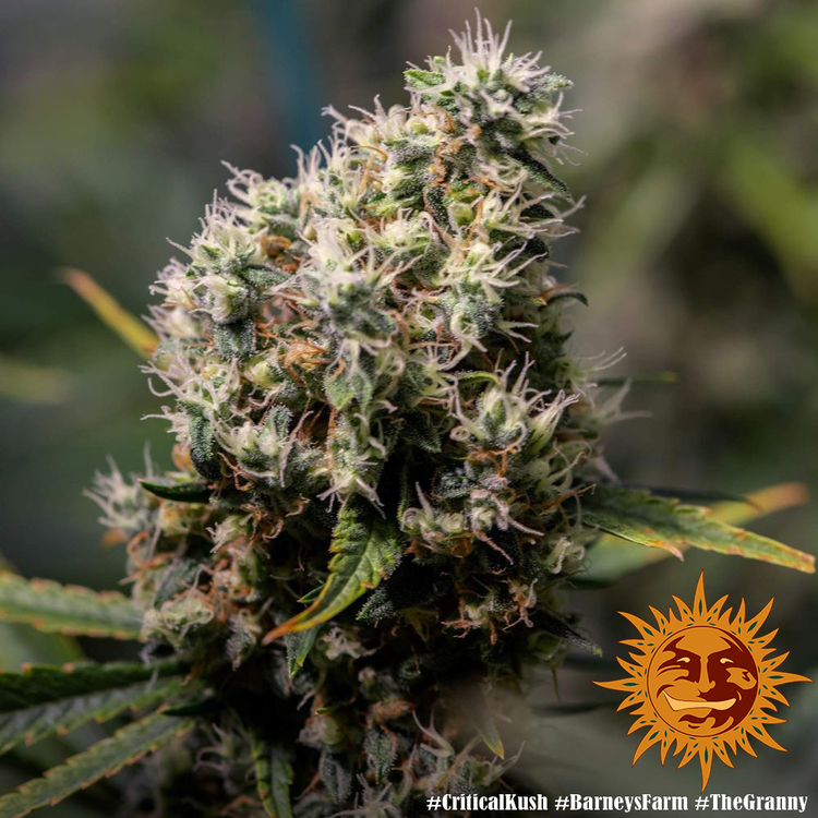 Barney's Farm - Critical Kush (fem.) 🏆