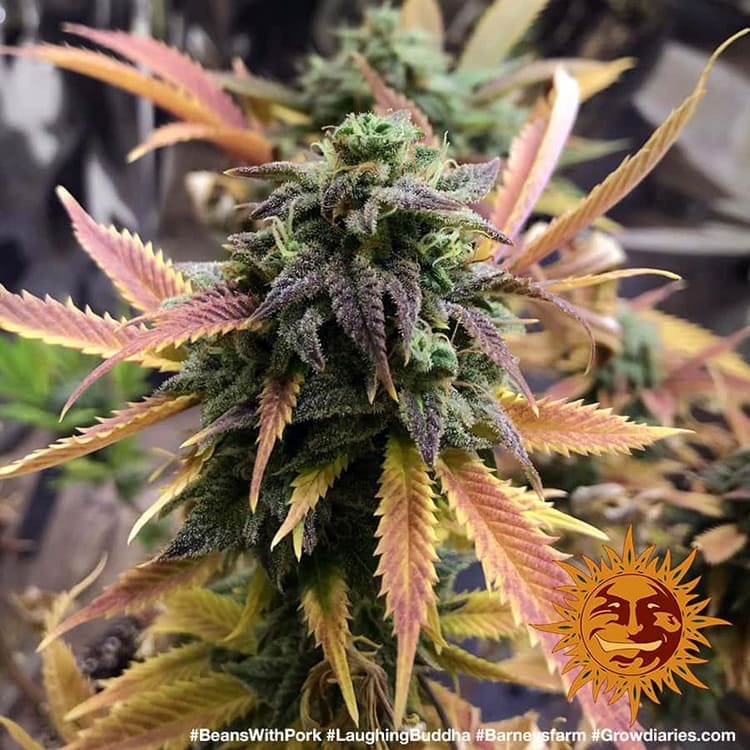 Barney's Farm - Laughing Buddha (fem.)