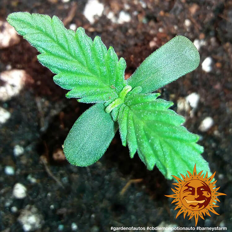 Barney's Farm - CBD Lemon Potion Auto (auto/fem.)