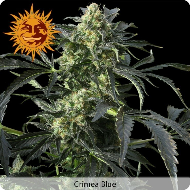 Barney's Farm - Crimea Blue (fem.)