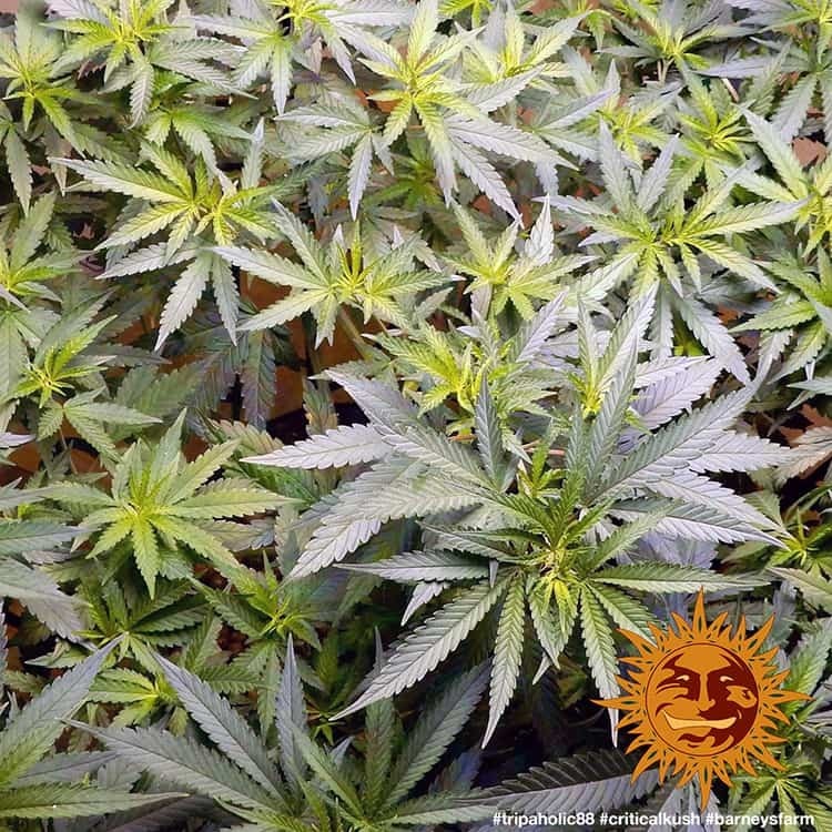 Barney's Farm - Critical Kush (fem.) 🏆