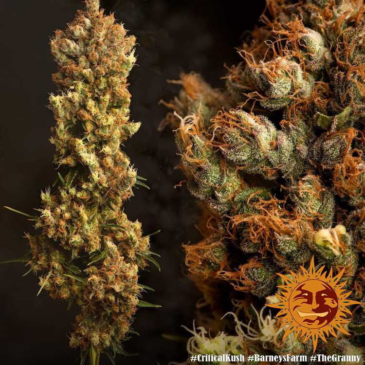 Barney's Farm - Critical Kush (fem.) 🏆
