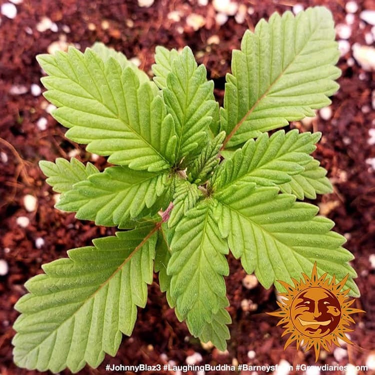 Barney's Farm - Laughing Buddha (fem.)