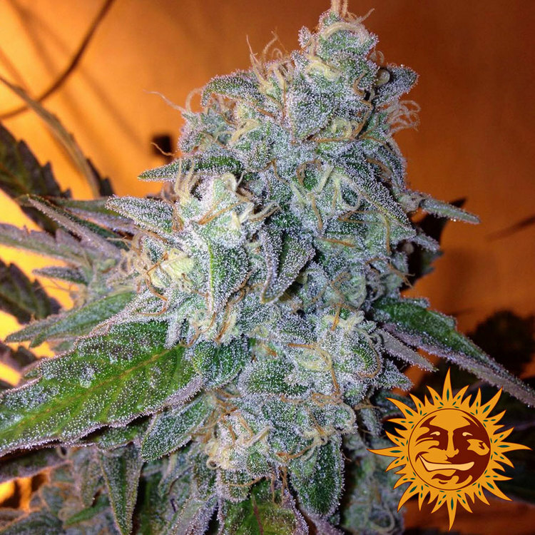 Barney's Farm - Liberty Haze (fem.)