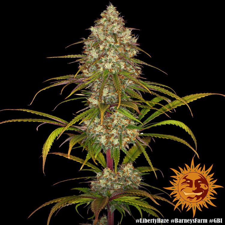 Barney's Farm - Liberty Haze (fem.)