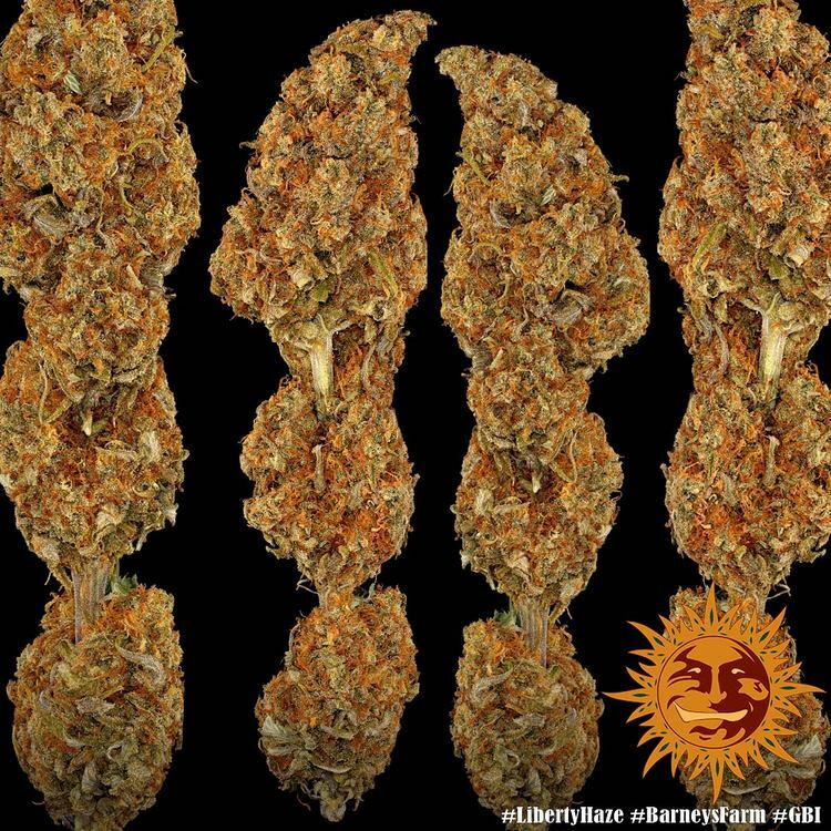 Barney's Farm - Liberty Haze (fem.)