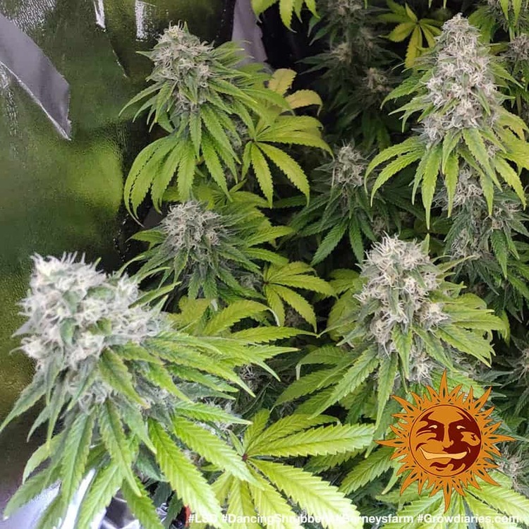 Barney's Farm - LSD (fem.)