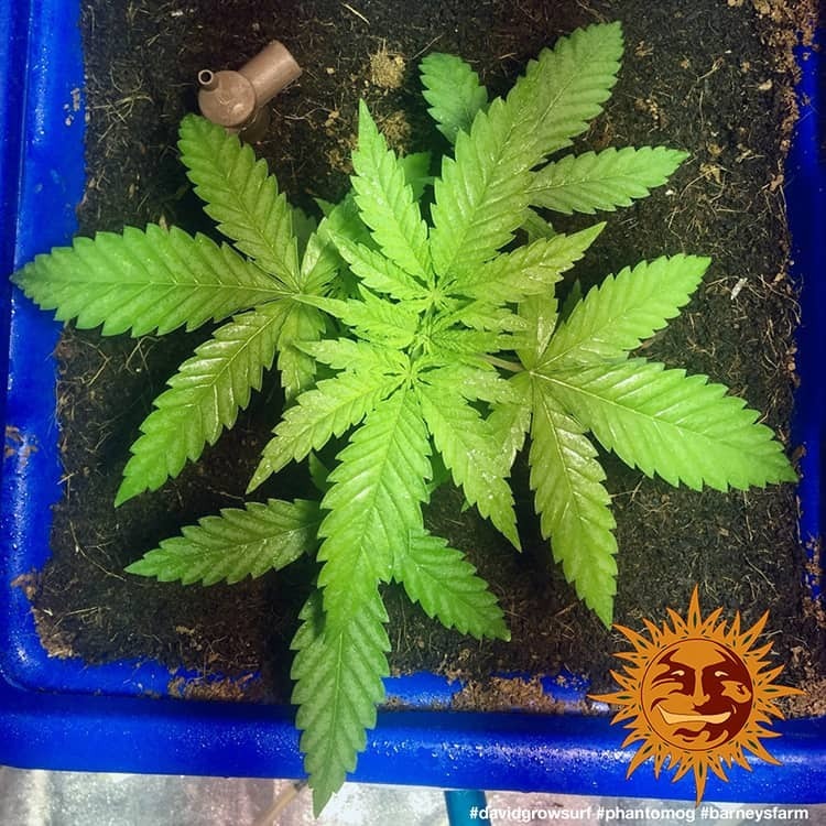 Barney's Farm - Phantom OG (fem.)