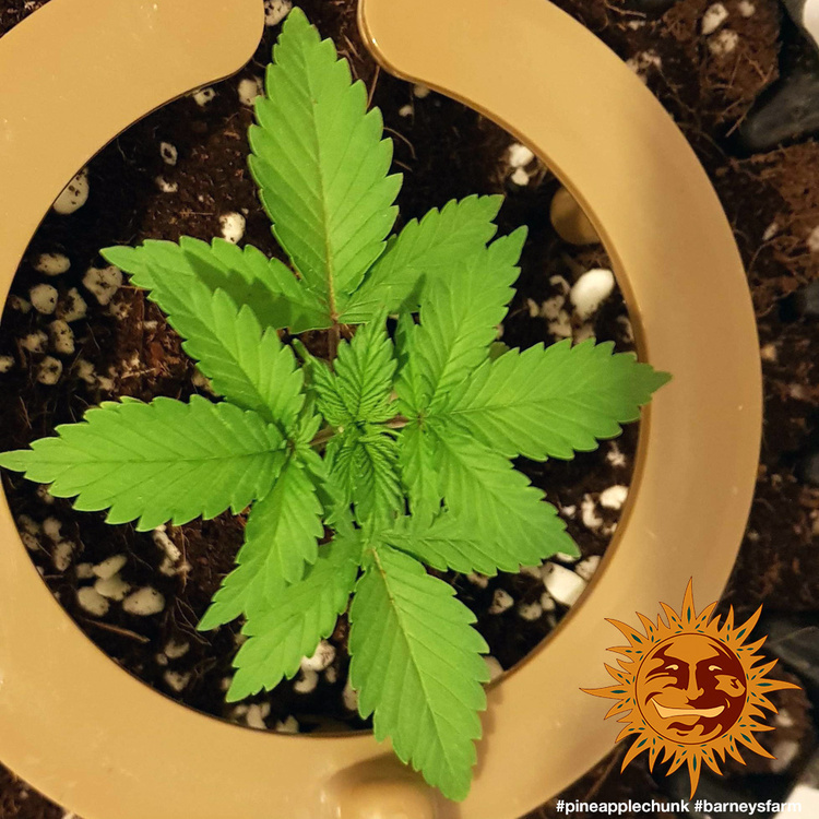 Barney's Farm - Pineapple Chunk (fem.)