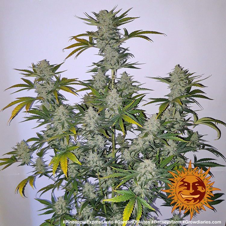 Barney's Farm - Pineapple Express Auto (auto/fem.)