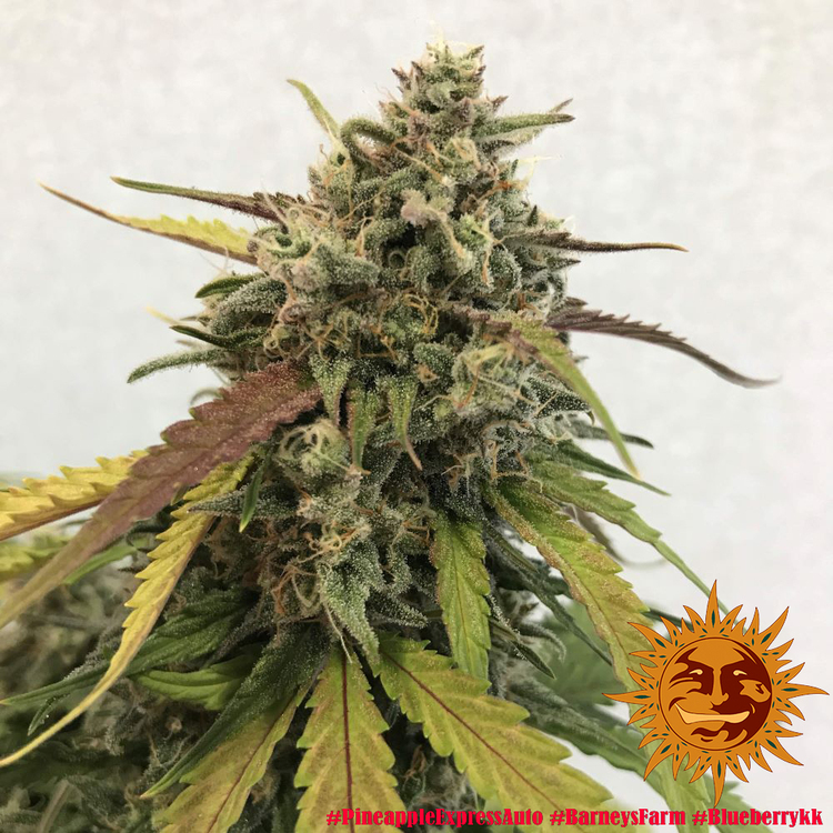 Barney's Farm - Pineapple Express Auto (auto/fem.)