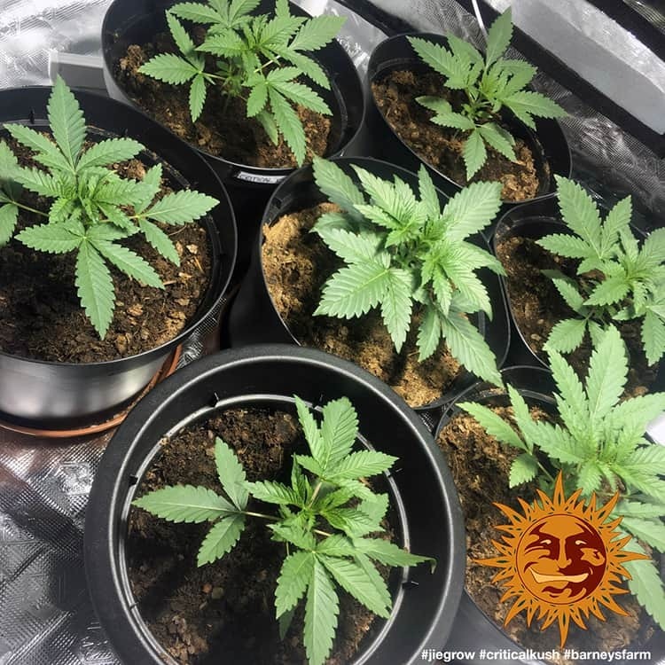 Barney's Farm - Critical Kush (fem.) 🏆
