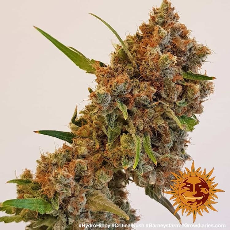 Barney's Farm - Critical Kush (fem.) 🏆