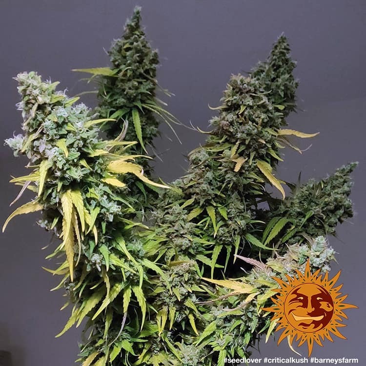 Barney's Farm - Critical Kush (fem.) 🏆